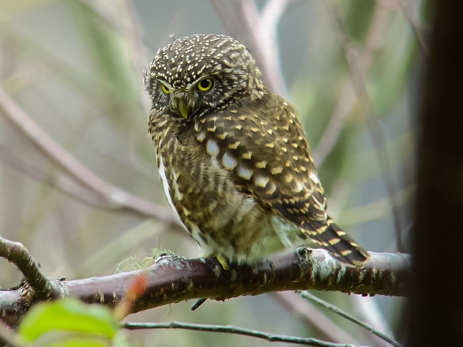 Collared Owlet - Irving Lu