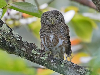 Collared Owlet - eBird