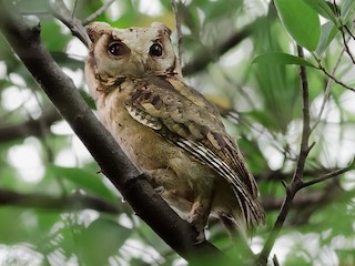Collared Scops-Owl - eBird