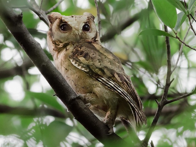 Photos - Collared Scops-Owl - Otus lettia - Birds of the World