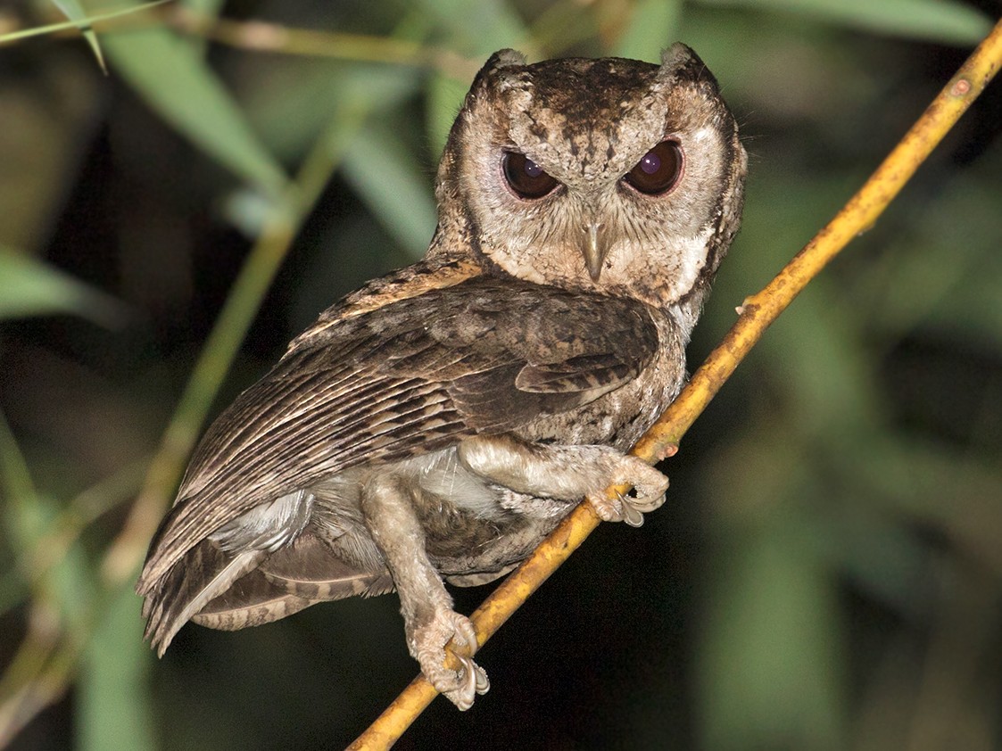 Collared Scops Owl Ebird