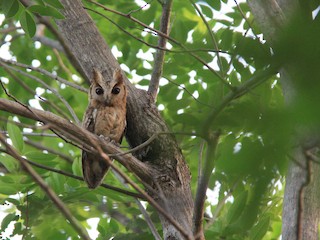 Collared Scops-Owl - eBird