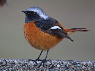 ジョウビタキ - eBird