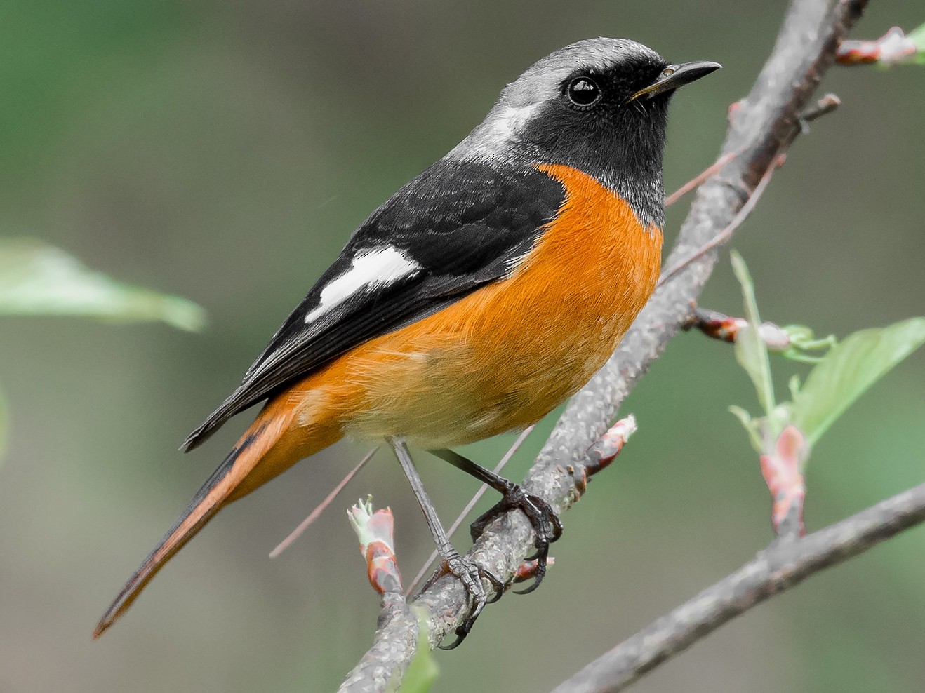 Daurian Redstart - Natthaphat Chotjuckdikul