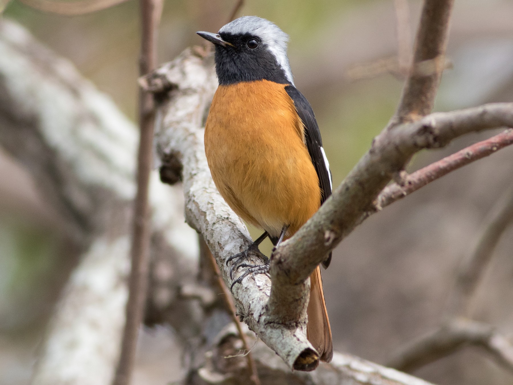 Daurian Redstart - Lucas Bobay