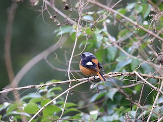 ジョウビタキ - eBird