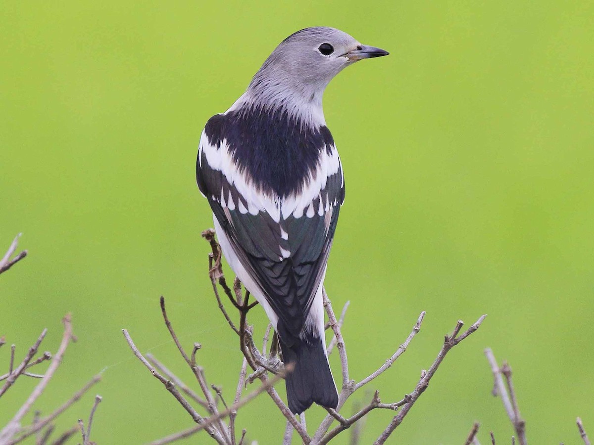 シベリアムクドリ Ebird