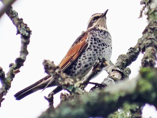  - Dusky Thrush