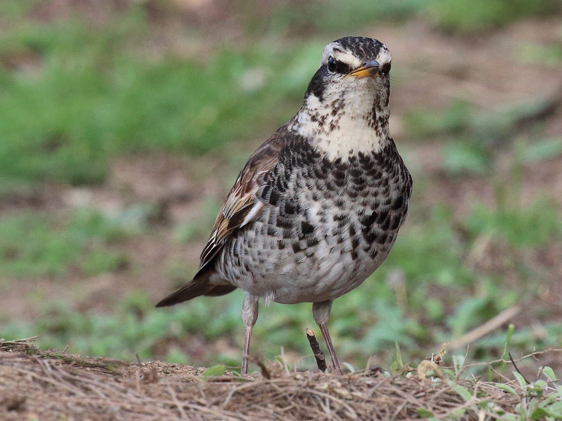 Dusky Thrush - ST Chien