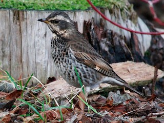  - Dusky Thrush