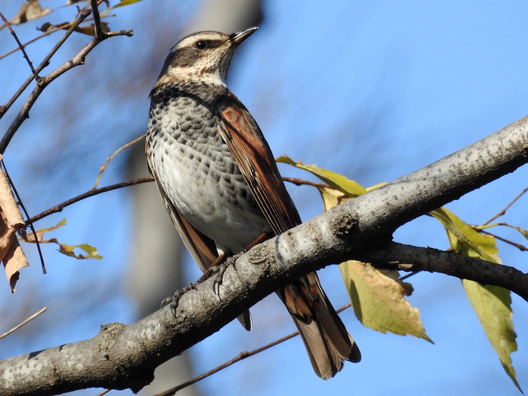 Dusky Thrush - Anonymous