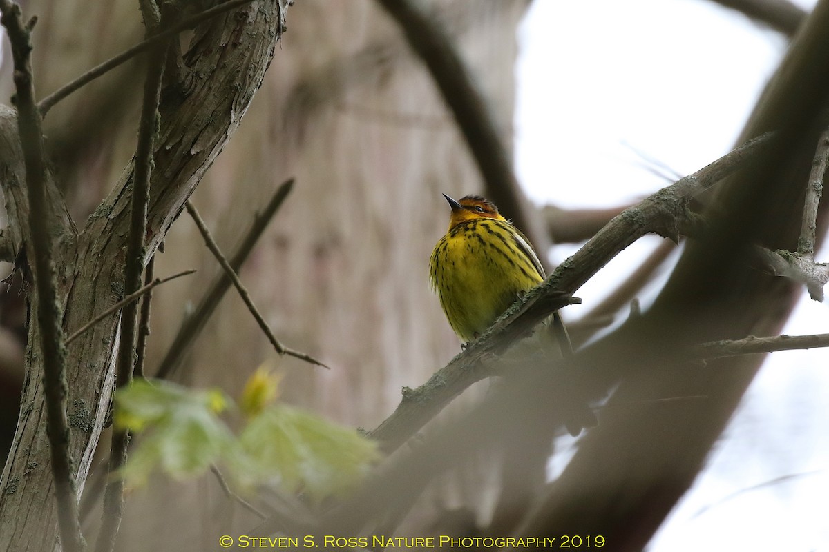 Cape May Warbler - ML158663811