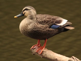  - Eastern Spot-billed Duck