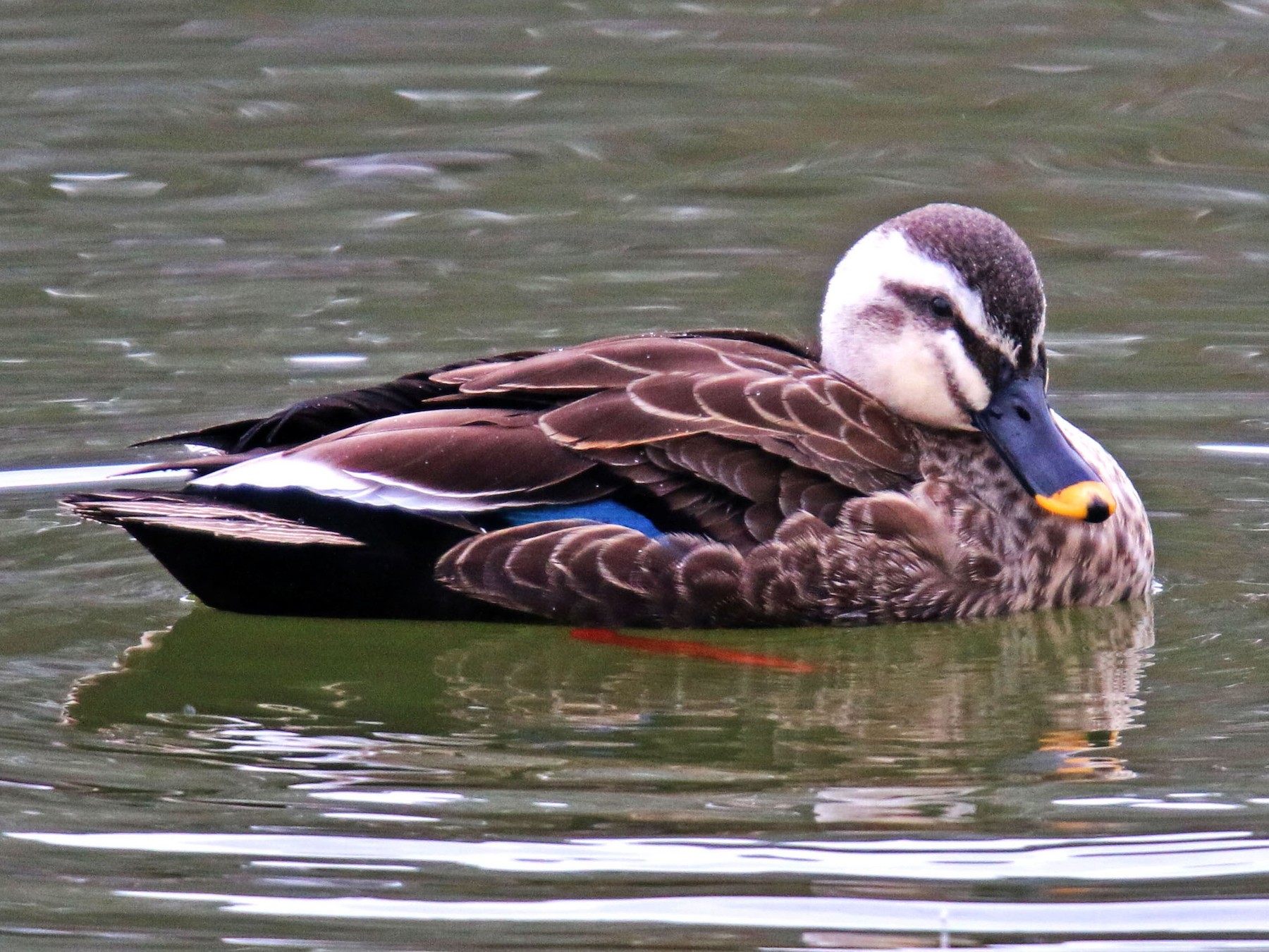 Eastern Spot-billed Duck - Agus Jati