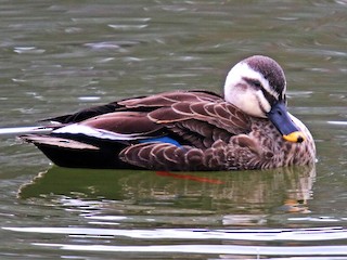  - Eastern Spot-billed Duck