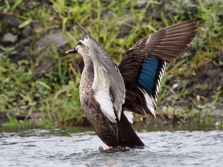  - Eastern Spot-billed Duck