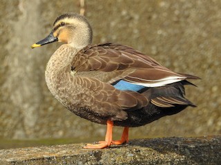  - Eastern Spot-billed Duck