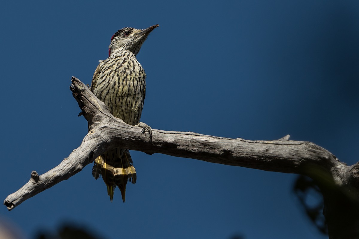 Golden-tailed Woodpecker - Joao Quental JQuental