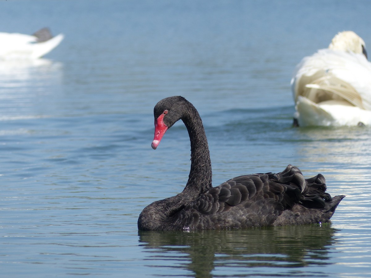 Black Swan - Pajot Maxence