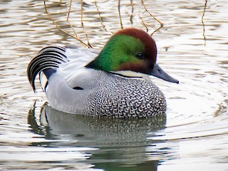  - Falcated Duck