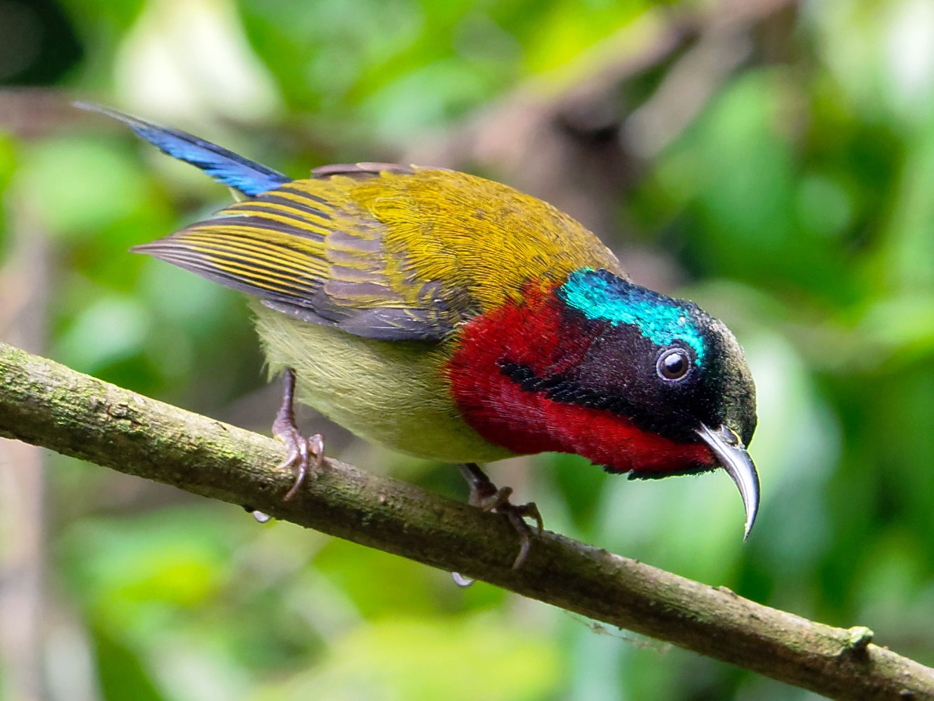 Fork-tailed Sunbird - Vincent Wang