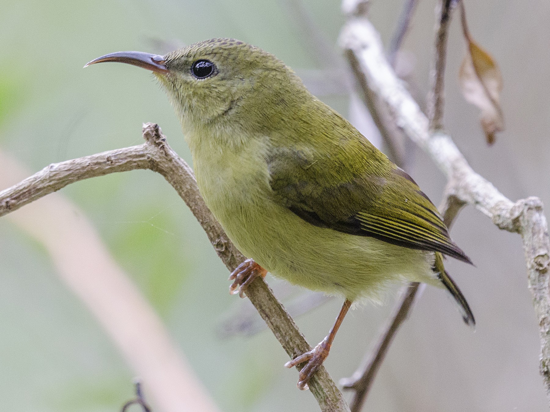 Fork-tailed Sunbird - John Clough