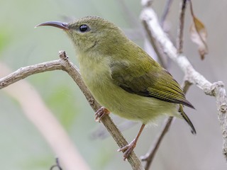 叉尾太陽鳥- eBird