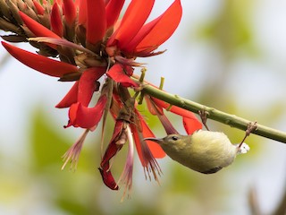 雌鳥 - Lucas Bobay - ML158669311