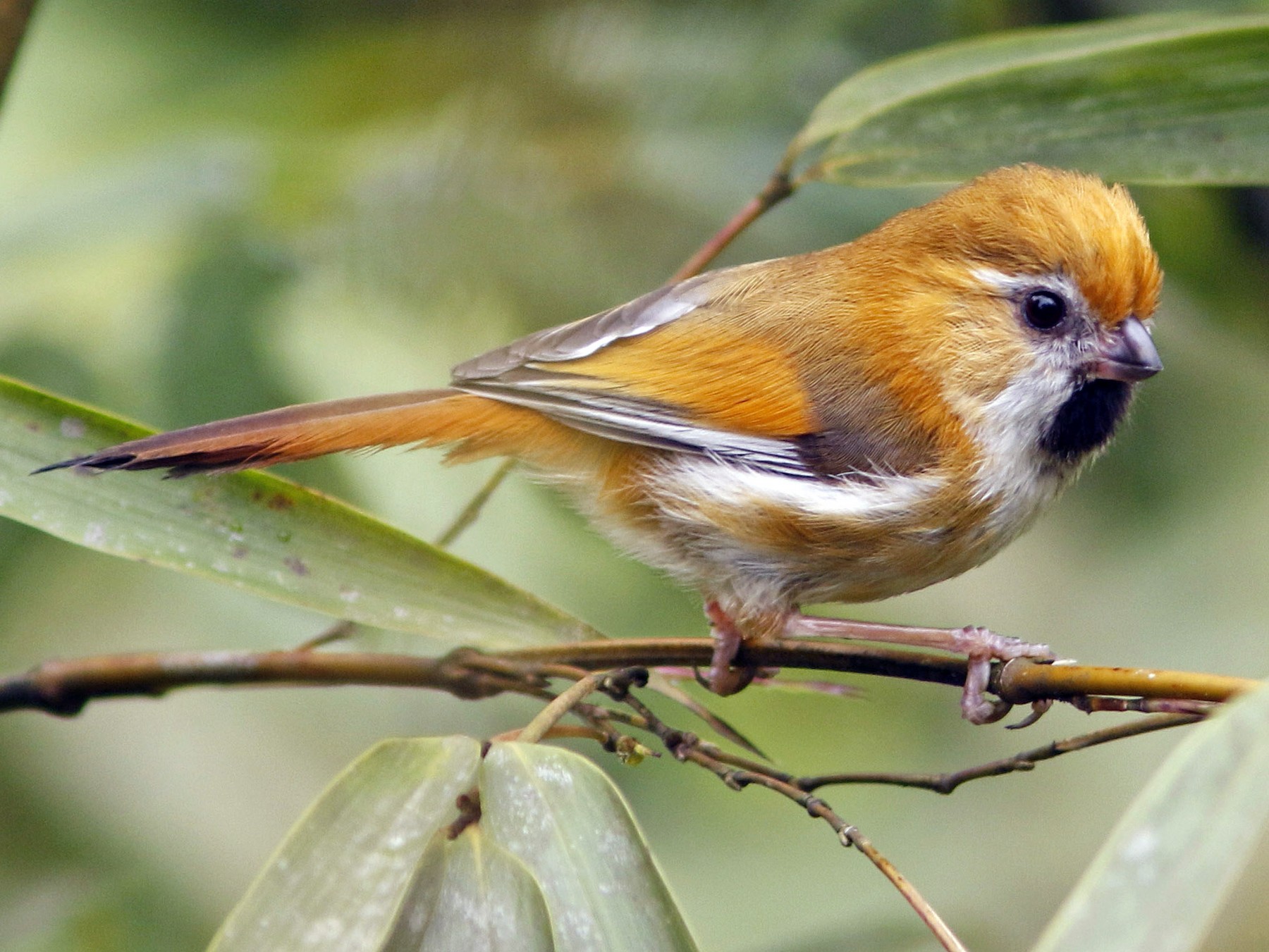 キンイロダルマエナガ Ebird