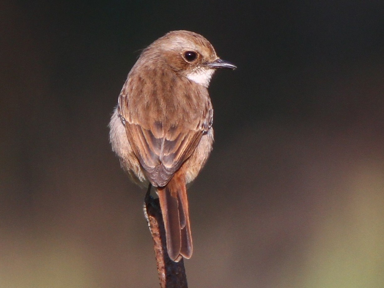 Grey Bushchat - eBird