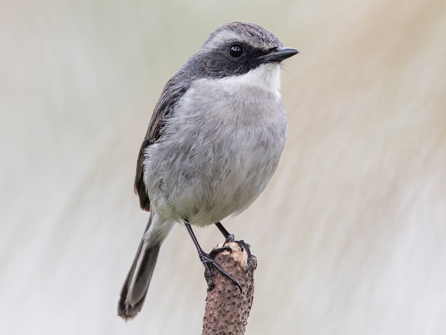 Grey Bushchat - eBird