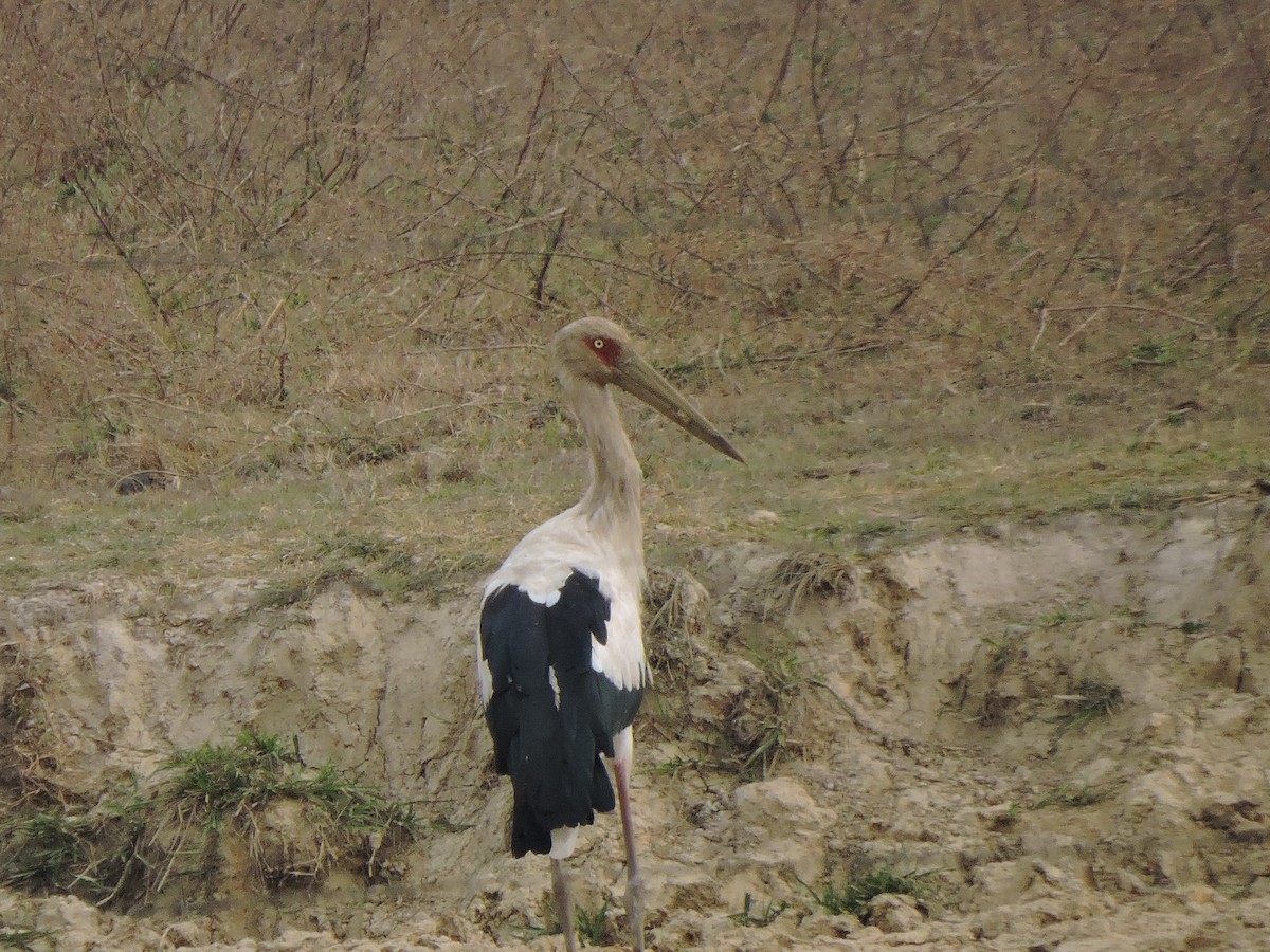Maguari Stork - Shtid Tapasco
