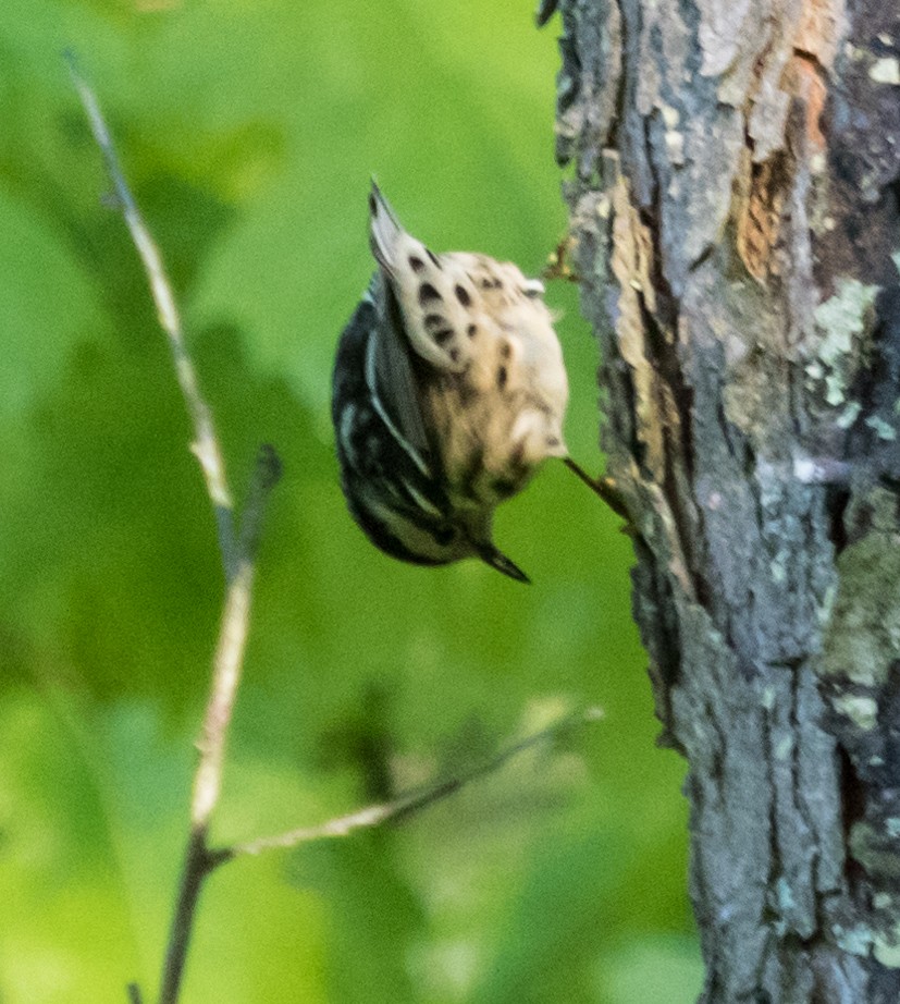 Black-and-white Warbler - ML158676561