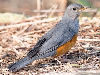 ☆ toru1960様 ご連絡用 ☆ カラマツ幼苗/若木 カラアカハラ - eBird