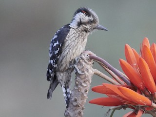  - Gray-capped Pygmy Woodpecker