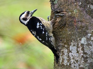 ハイガシラコゲラ - eBird