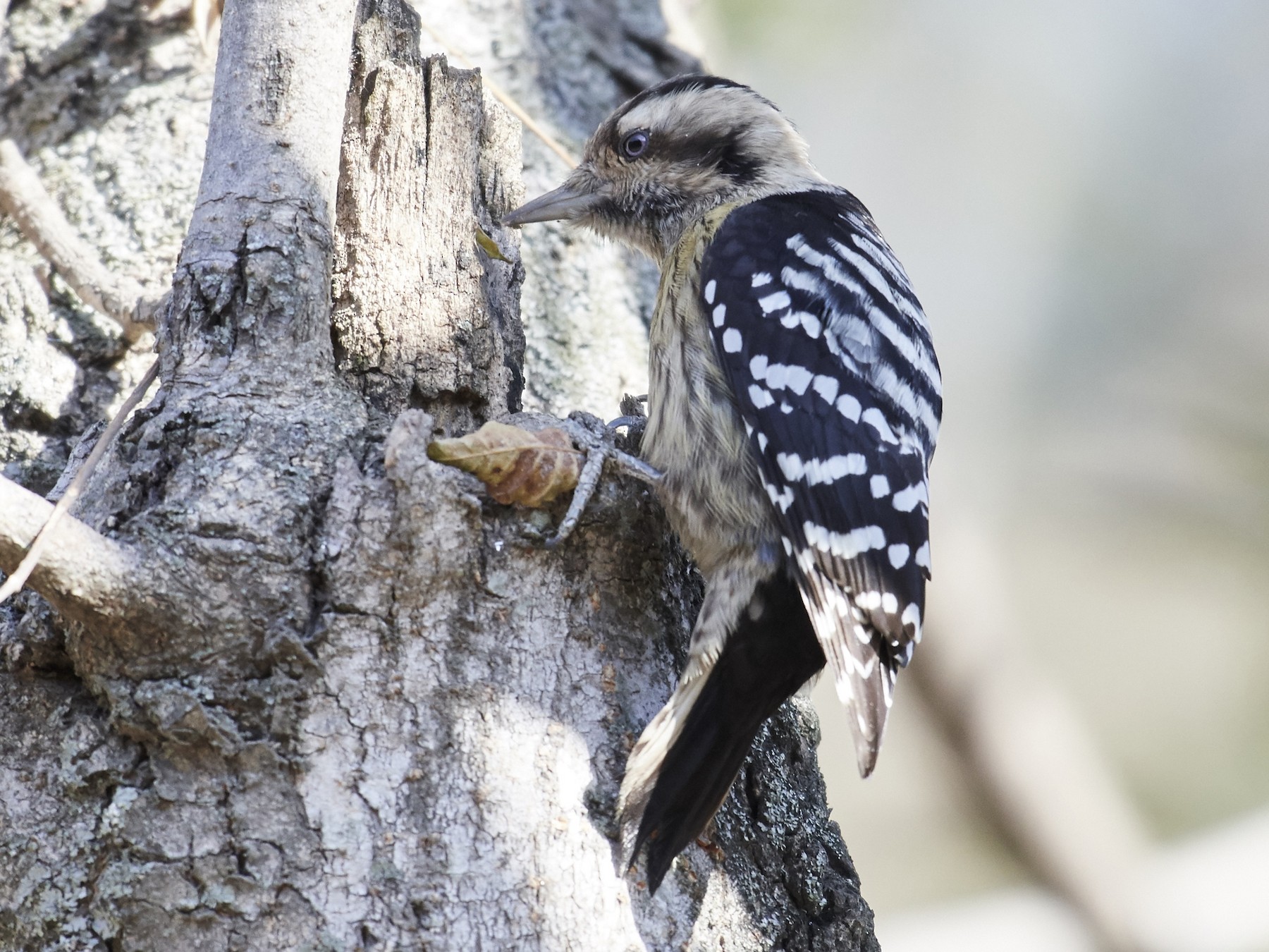 Gray-capped Pygmy Woodpecker - S S Cheema