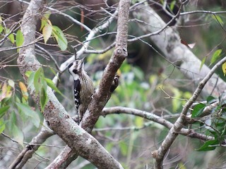 ハイガシラコゲラ - eBird