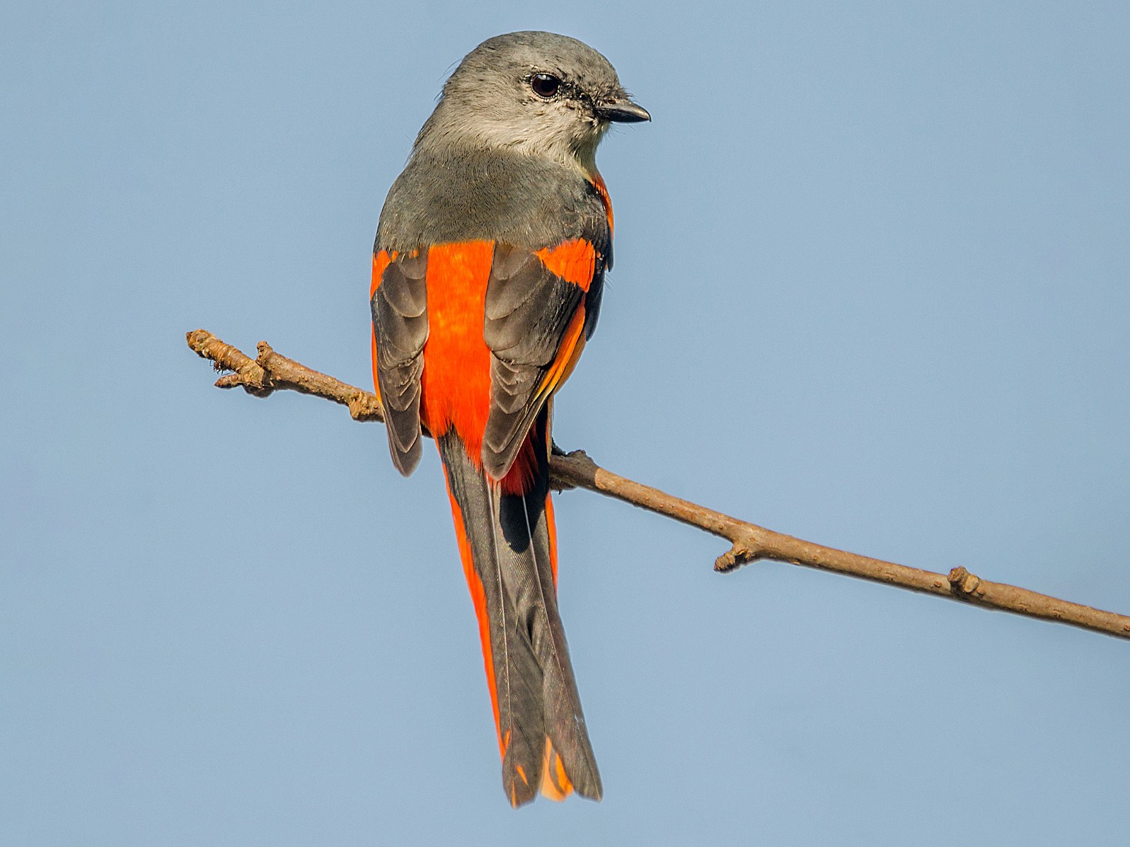 Gray-chinned Minivet - John Clough