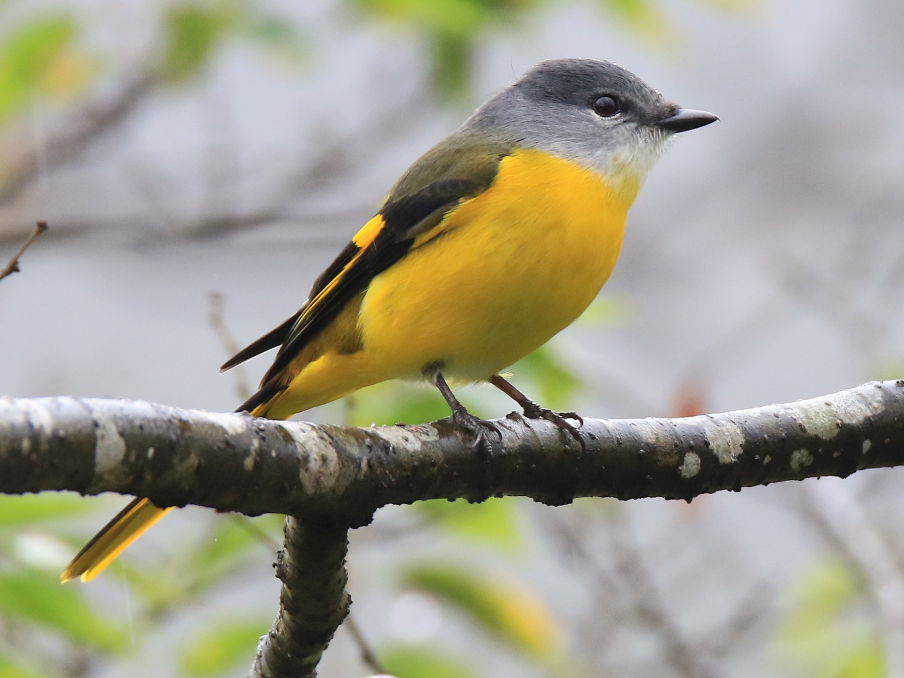 Gray-chinned Minivet - Allen Lyu