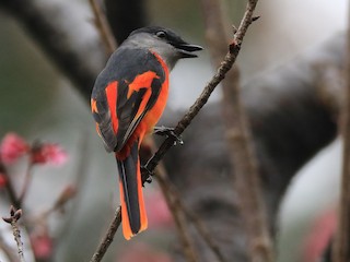 ベニサンショウクイ - eBird