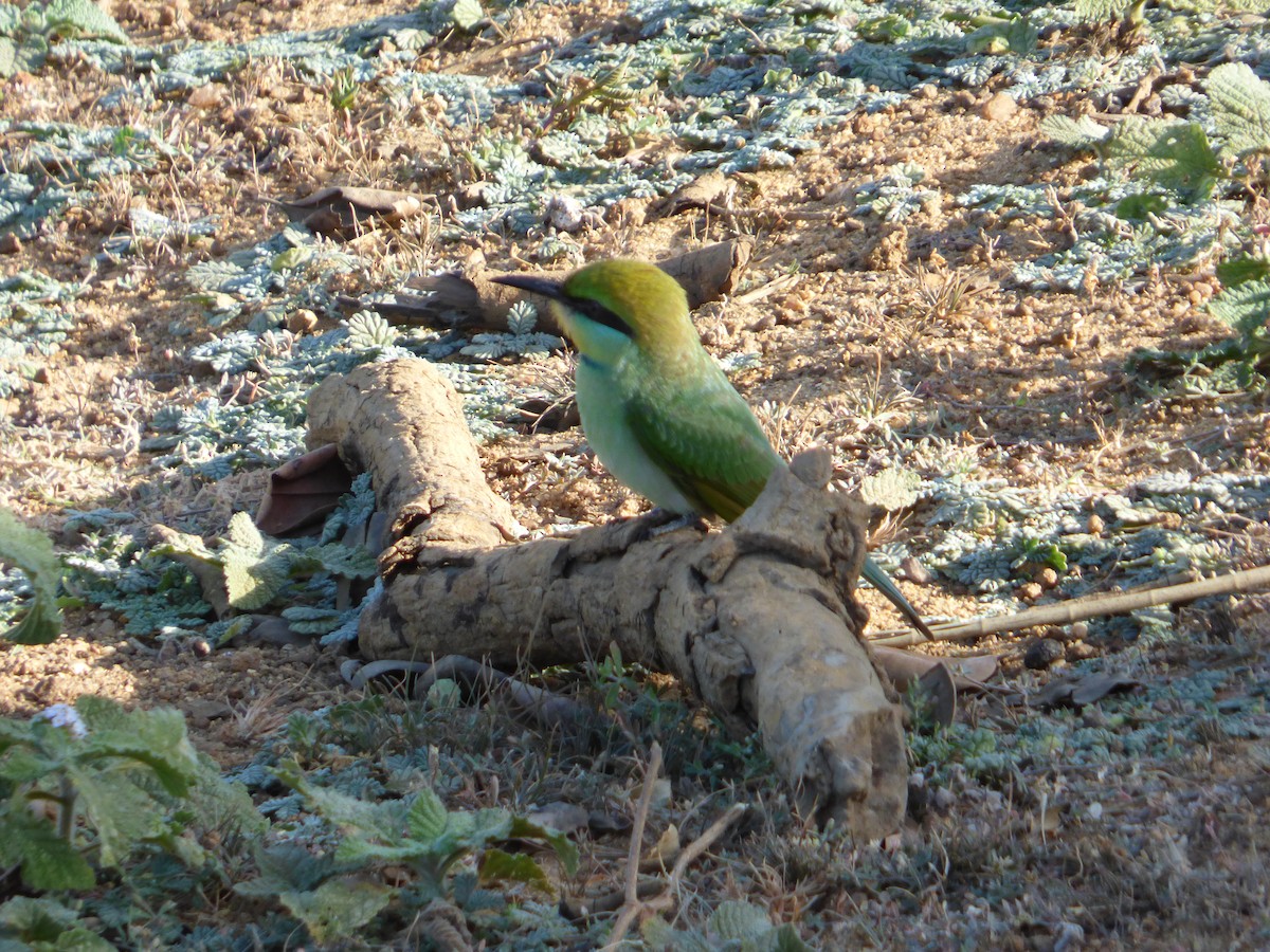 Asian Green Bee-eater - ML158677511