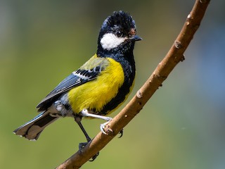  - Green-backed Tit