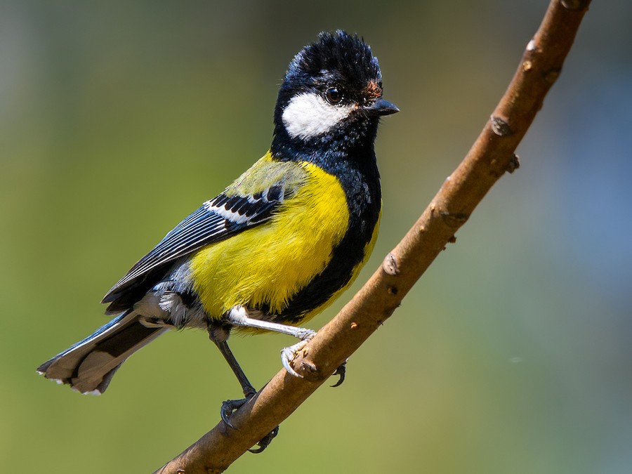 Great Tit - eBird