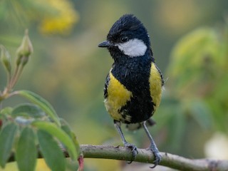 キバラシジュウカラ - eBird