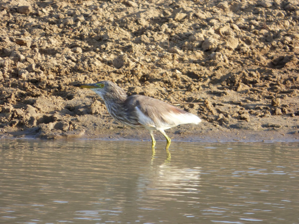 Indian Pond-Heron - ML158678601