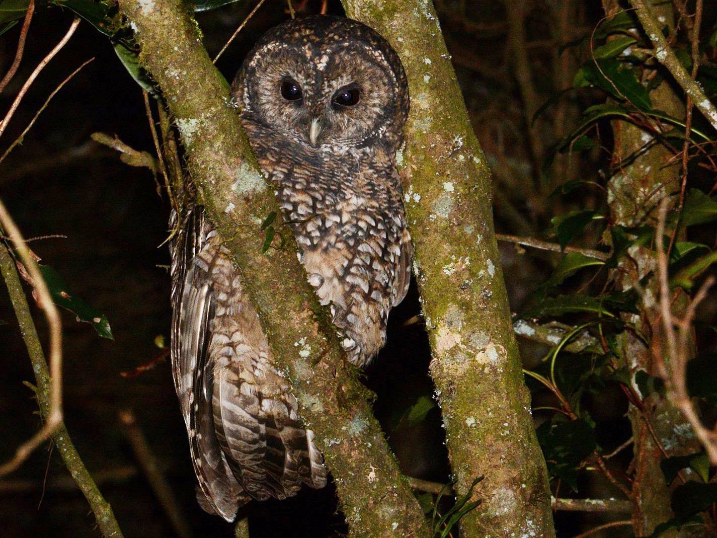 Himalayan Owl - camake OD