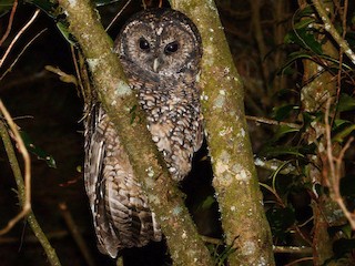  - Himalayan Owl