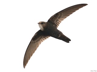 Kapinis rumah - eBird