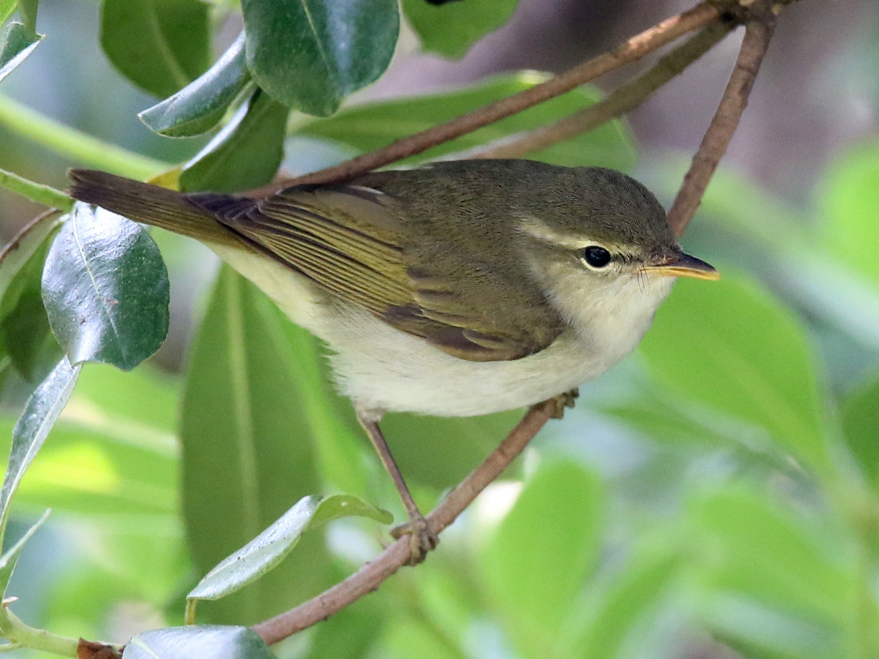 Ijima's Leaf Warbler - Ting-Wei (廷維) HUNG (洪)
